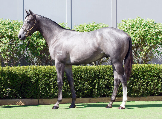 Lot 41: D'Argento / Gobelin