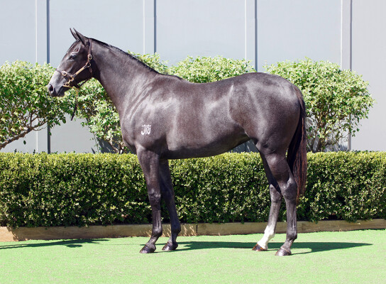 Lot 141: D'Argento / Lionel Left Me