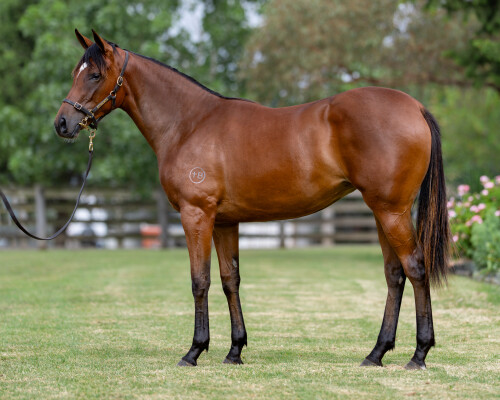 Lot 513: St Mark's Basilica (FR) / Think Like a Bird