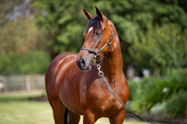 Lot 513: St Mark's Basilica (FR) / Think Like a Bird