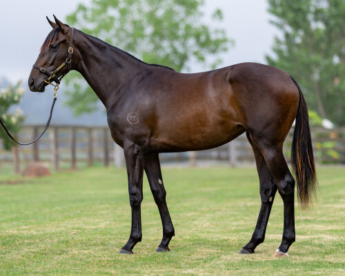 Lot 671: Top Ranked (IRE) / Birdonawinningpost