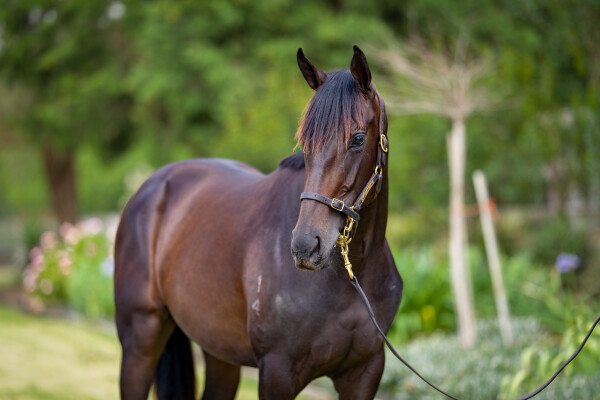 Lot 671: Top Ranked (IRE) / Birdonawinningpost