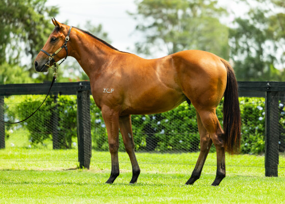 Lot 241: Acrobat / Navua Mist