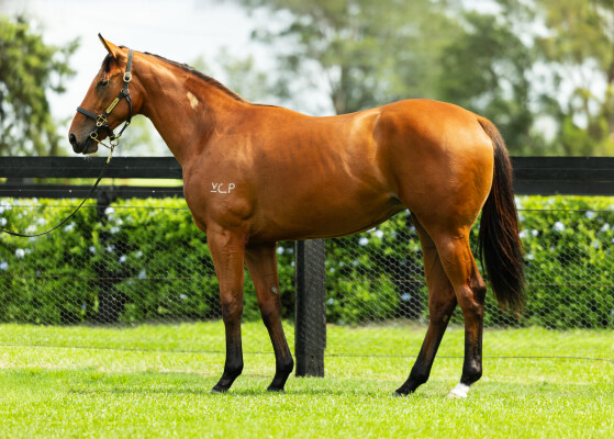 Lot 522: Tiger of Malay / Toomai