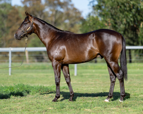 Lot 57: Harry Angel (IRE) / Harlem Shuffle