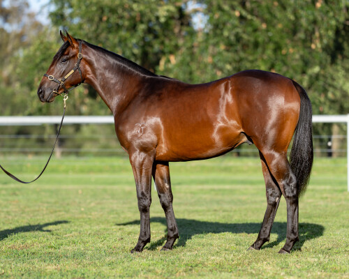 Lot 345: Pierata / Regal Poyse