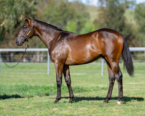 Lot 501: Captivant / Tempting Lady