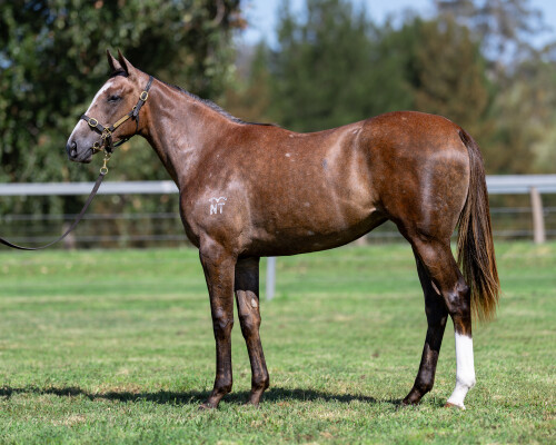 Lot 504: Tiger of Malay / Texas Dancer