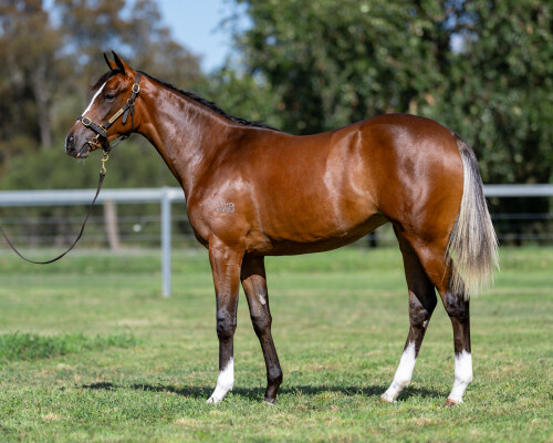 Lot 782: Dundeel (NZ) / Enood