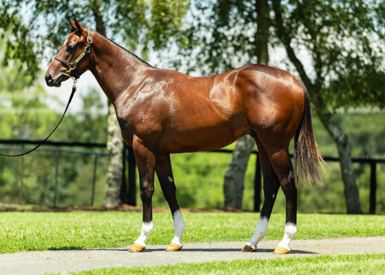 Lot 56: Zousain / Happy Pilgrim