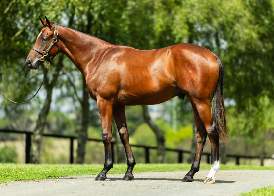 Lot 126: Written By / Lakotadreamcatcher (USA)