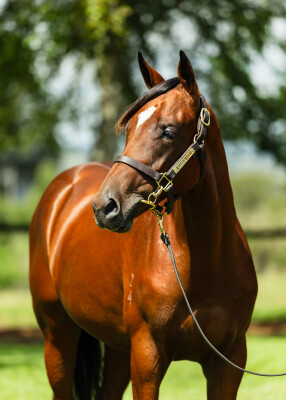 Lot 126: Written By / Lakotadreamcatcher (USA)