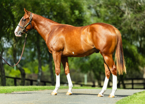 Lot 235: Peltzer / Nana Jenn