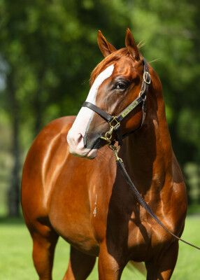 Lot 235: Peltzer / Nana Jenn