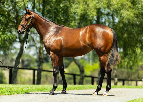 Lot 247: Farnan / New Summer Night