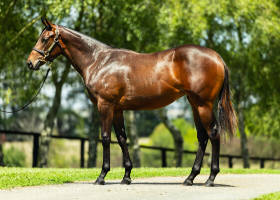 Lot 275: Hellbent / Orchid Beach