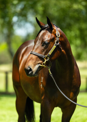 Lot 275: Hellbent / Orchid Beach