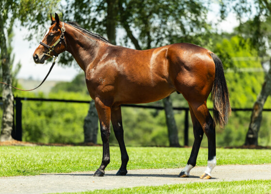 Lot 330: Captivant / Rakitno