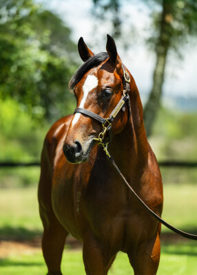 Lot 330: Captivant / Rakitno