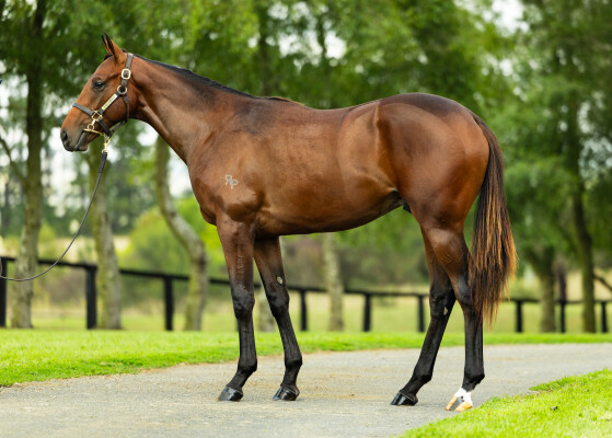 Lot 493: Kermadec (NZ) / Talented Miss