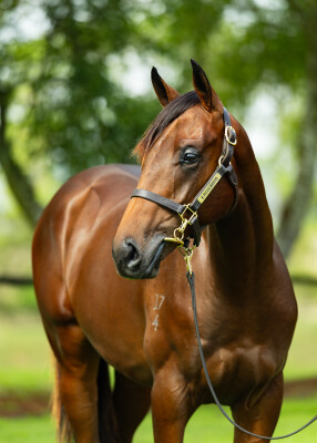 Lot 493: Kermadec (NZ) / Talented Miss