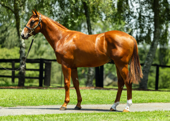 Lot 751: Written By / Defar