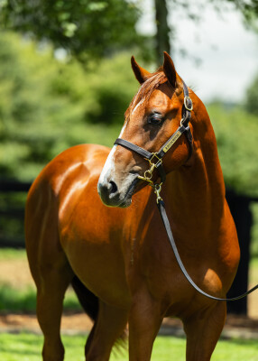 Lot 751: Written By / Defar