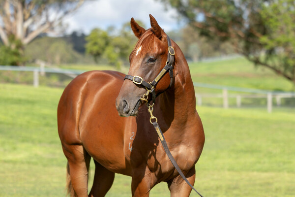 Lot 35: In the Congo / Girl Mania