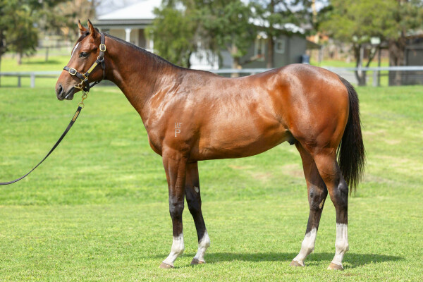 Lot 193: Starspangledbanner / Miss Chaparral