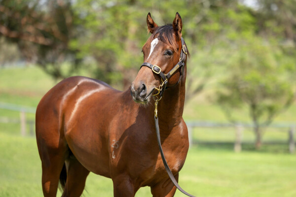 Lot 193: Starspangledbanner / Miss Chaparral