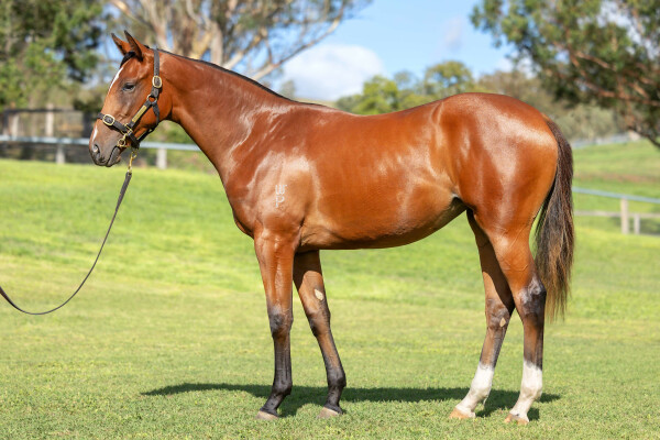 Lot 346: The Autumn Sun / Reply Churlish (NZ)