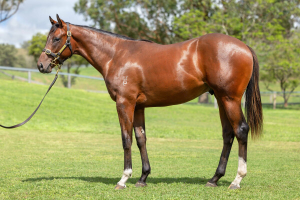 Lot 402: Jacquinot / Senro Kisaki