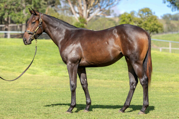 Lot 415: Pierro / Shesees Everything