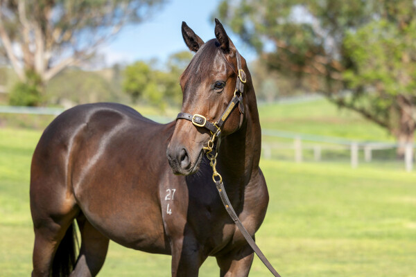 Lot 415: Pierro / Shesees Everything