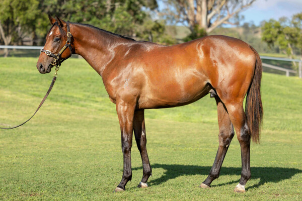 Lot 585: Russian Revolution / Wolverette (USA)