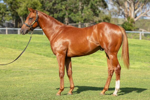 Lot 590: Starspangledbanner / Xtravagant Fire