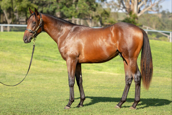 Lot 633: Pierro / Aquila Solitaria (IRE)