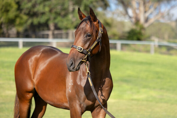 Lot 633: Pierro / Aquila Solitaria (IRE)