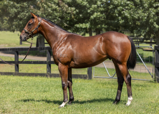 Lot 684: Zousain / Broadwayandseventh