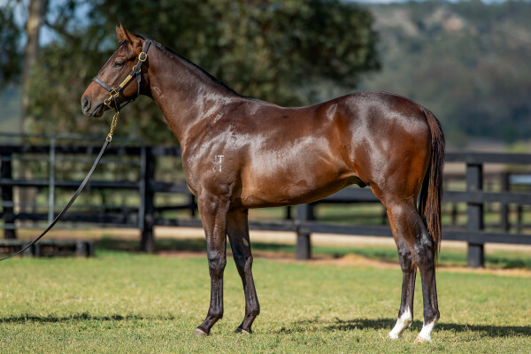 Lot 12: Anamoe / Flirtini