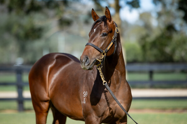 Lot 12: Anamoe / Flirtini