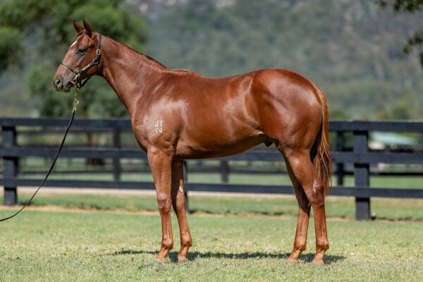 Lot 18: Capitalist / French Emotion