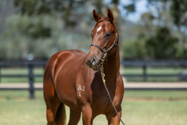 Lot 18: Capitalist / French Emotion