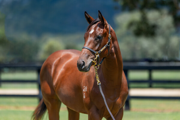 Lot 45: Jacquinot / Gossip Queen