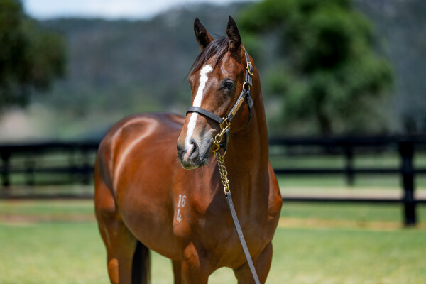 Lot 46: Trapeze Artist / Gottalikeher (NZ)