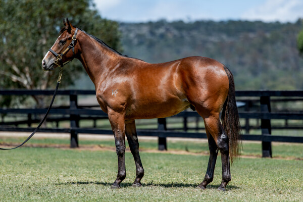 Lot 46: Trapeze Artist / Gottalikeher (NZ)