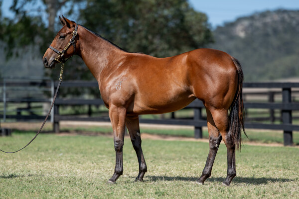 Lot 70: Graff / Hot Royal