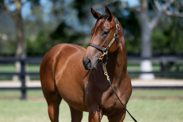 Lot 70: Graff / Hot Royal