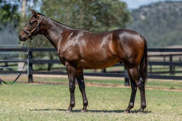 Lot 93: Supido / Janneke