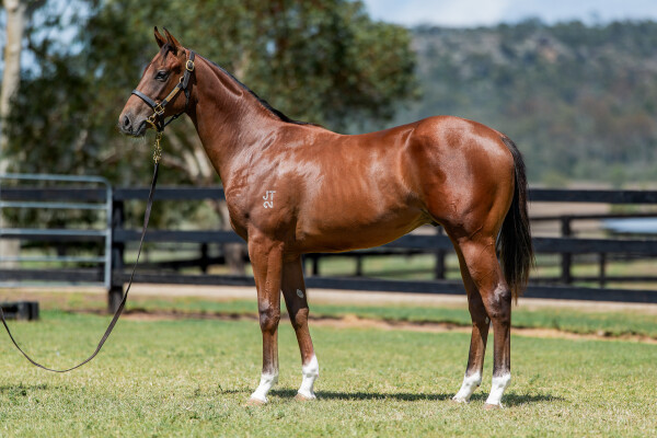 Lot 113: Zousain / Kubaba